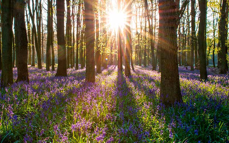 enfermedades-psicosomaticas